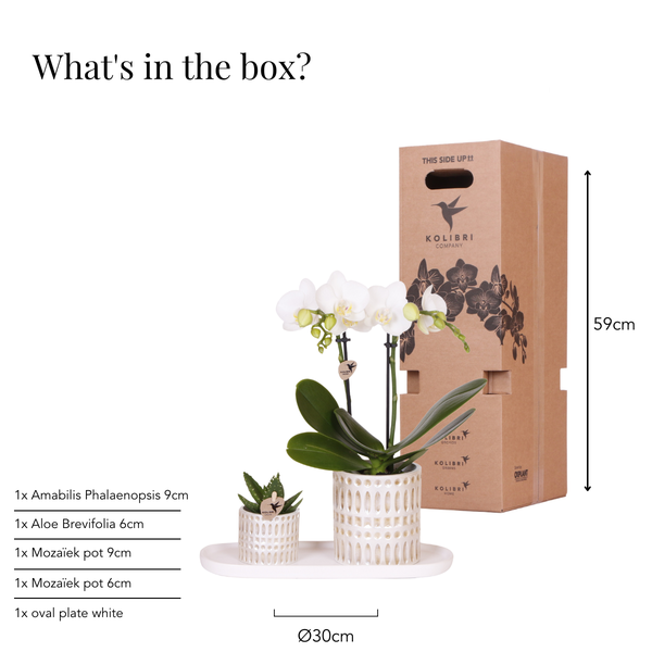 Pflanzenset Weiße Phalaenopsis Orchidee Amabilis & Sukkulente – Keramiktöpfe Mosaik – Auf cremefarbenem organischem Tablett – Plant