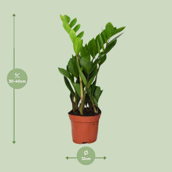 Glücksfeder Zamioculcas Zamiifolia – Zimmerpflanze – Ø12cm – 40cm Höhe – pflegeleicht, dunkelgrüne glänzende Blätter – ideal für Wohnzimmer & Büro – Plant