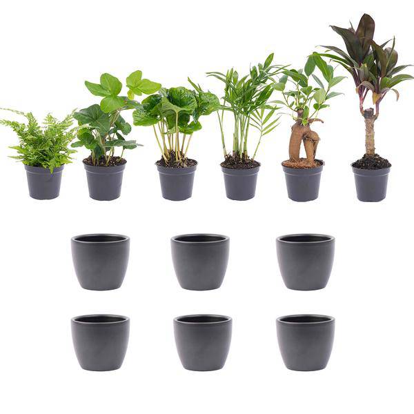 Zimmerpflanzen Set 6 Pflanzen mit Keramiktöpfen – pflegeleichtes Pflanzen Set für Urban Jungle, Fensterbank, Wohnzimmer & Büro – Plant