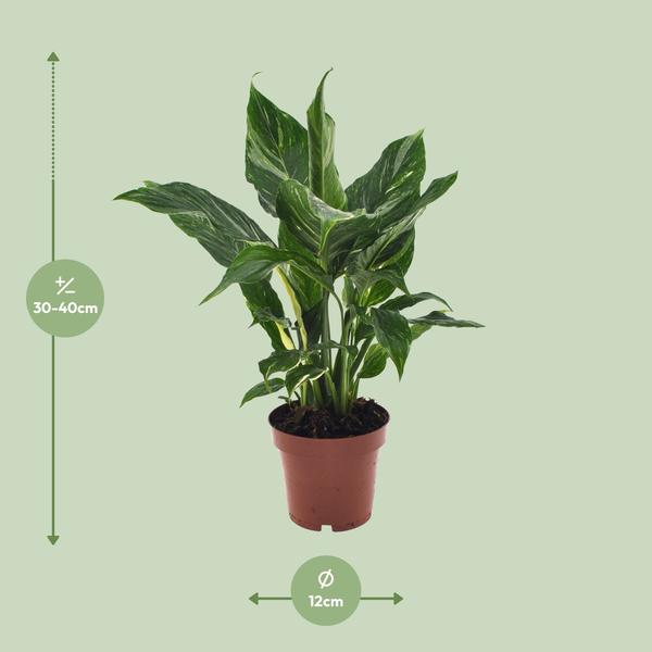 Einblatt Spathiphyllum Diamant Friedenslilie Zimmerpflanze Ø12cm ↕40cm Zimmerpflanze Ø12cm ↕40cm – pflegeleichte Grünpflanze für Wohnzimmer – Plant