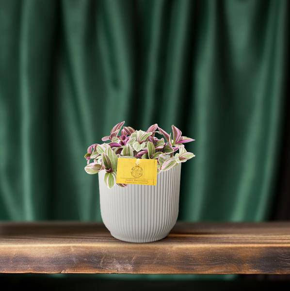 Tradescantia Sweetness – Dreimasterblume – Zimmerpflanze – Ø10,5cm – Höhe ca. 10cm – Kompakte, pflegeleichte Blattschmuckpflanze – Plant