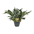 Geweihfarn Platycerium bifurcatum Zimmerpflanze Ø21cm ↕50cm – pflegeleichte Grünpflanze für Wohnzimmer, Büro & helle Standorte kaufen – Plant