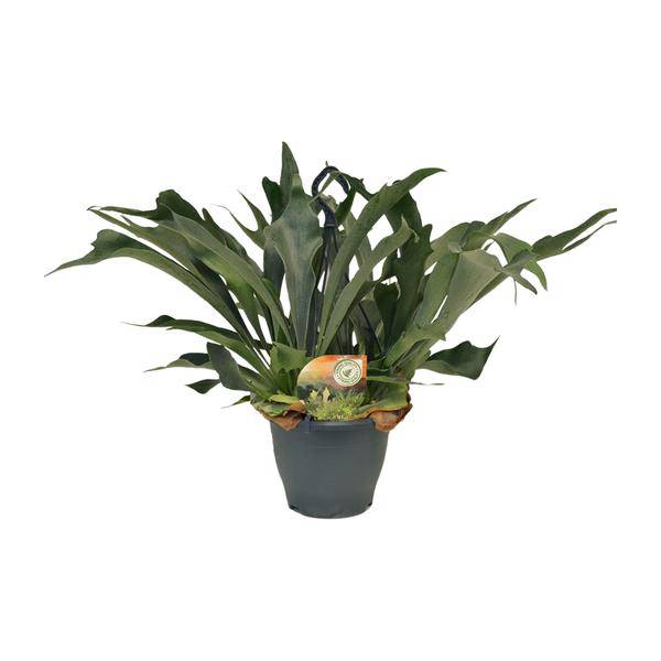 Geweihfarn Platycerium bifurcatum Zimmerpflanze Ø21cm ↕50cm – pflegeleichte Grünpflanze für Wohnzimmer, Büro & helle Standorte kaufen – Plant