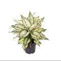 Aglaonema White Kiwi – Kolbenfaden Zimmerpflanze – Luftreinigend & Pflegeleicht – Ø19cm – ca. 40cm hoch – Dekopflanze für Zuhause & Büro