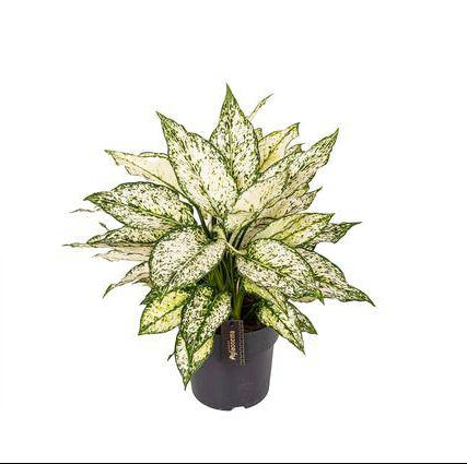 Aglaonema White Kiwi – Kolbenfaden Zimmerpflanze – Luftreinigend & Pflegeleicht – Ø19cm – ca. 40cm hoch – Dekopflanze für Zuhause & Büro