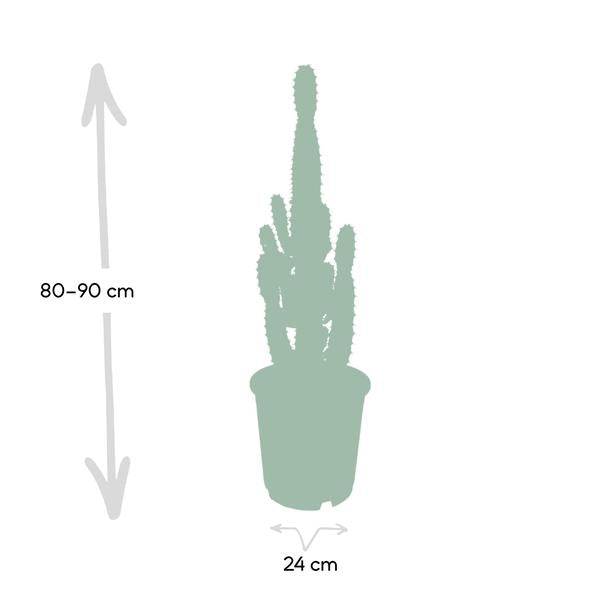 Kaktus – Wolfsmilch – Euphorbia Acrurensis (Cowboy – Kaktus) – Zimmerpflanze – Ø24cm ↕60-80cm – Sukkulente – Pflegeleicht – Exotisches Wüstendesign – Plant