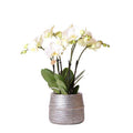 Weiße Phalaenopsis Gent – Orchidee im silbernen Groove – Dekotopf – Ø12cm – Blühende Zimmerpflanze – 2-3 Zweige – Elegante Orchidee mit Ziertopf – Plant