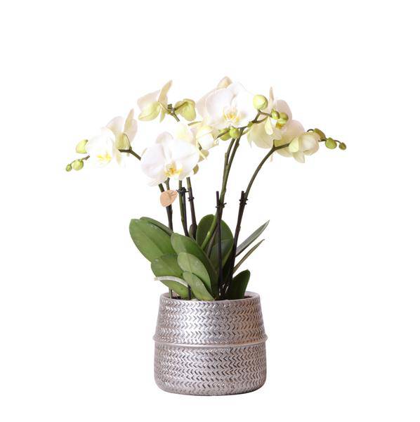 Weiße Phalaenopsis Gent – Orchidee im silbernen Groove – Dekotopf – Ø12cm – Blühende Zimmerpflanze – 2-3 Zweige – Elegante Orchidee mit Ziertopf – Plant