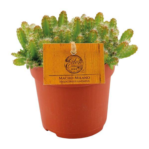 Drachenfrucht Kaktus Hylocereus Undatus – Ø11cm Höhe ca. 15cm – Exotische Dragonfruit Zimmerpflanze – Plant