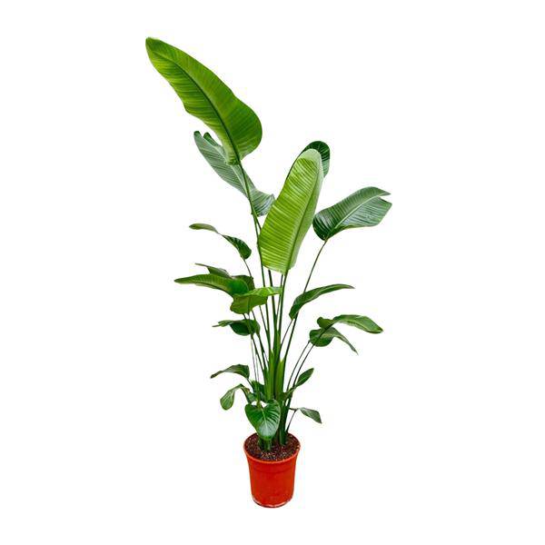 Baum – Strelitzie – Strelitzia Nicolai – Zimmerpflanze 190cm – Ø27cm – Weißer Paradiesvogel mit großen grünen Blättern – Plant