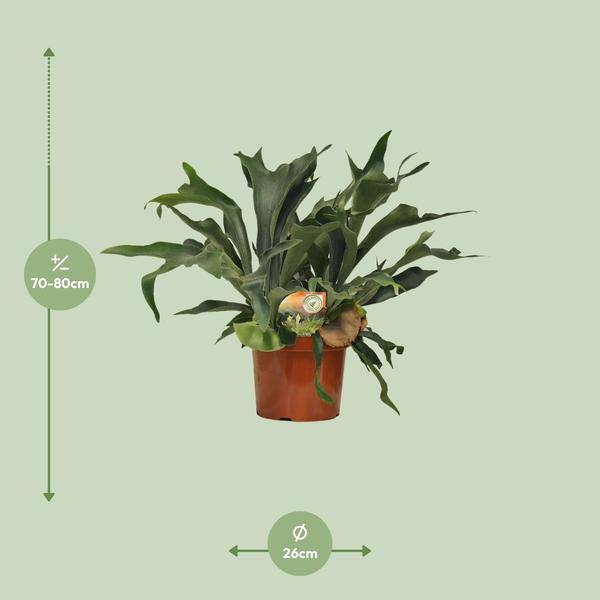 Geweihfarn Platycerium bifurcatum Zimmerpflanze Ø26cm ↕80cm – pflegeleichte Grünpflanze für Wohnzimmer, Büro & helle Standorte kaufen – Plant