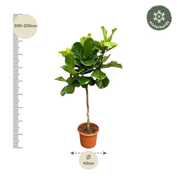 Geigen – Feige – Ficus Lyrata – Zimmerpflanze 210cm – Ø40cm – XXL – Designpflanze mit großen geigenförmigen Blättern – Pflegeleicht – Plant