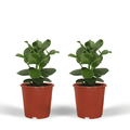 Signaturbaum Clusia Princess Zimmerpflanze Ø12cm ↕15cm – pflegeleichte Grünpflanze für Wohnzimmer, Büro & helle Standorte kaufen – Plant