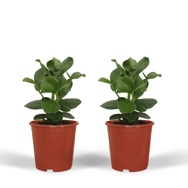 Signaturbaum Clusia Princess Zimmerpflanze Ø12cm ↕15cm – pflegeleichte Grünpflanze für Wohnzimmer, Büro & helle Standorte kaufen – Plant