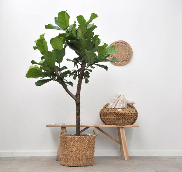 Korb Bube – 26cm x 23cm – Stilvoller Übertopf für Zimmerpflanzen – Pflanzkorb für Wohnzimmer, Balkon & Garten – Plant