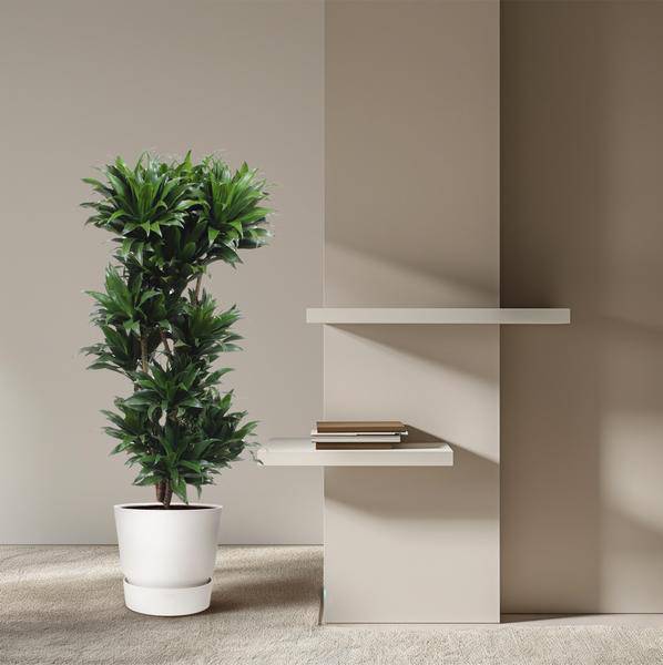 Drachenbaum Dracaena Compacta – 140cm hoch – Ø30cm – Elegante Zimmerpflanze mit dichtem dunkelgrünem Blattwerk – pflegeleicht – für Zimmer & Büro – Plant