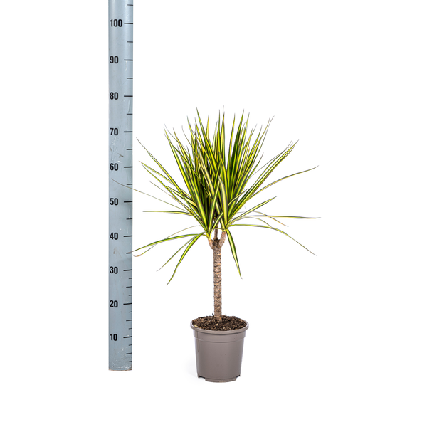 Dracaena Marginata Sunray – Drachenbaum – Zimmerpflanze – Ø17cm – ↕60-80cm – Grüne & gelbe Blätter, pflegeleicht – Plant