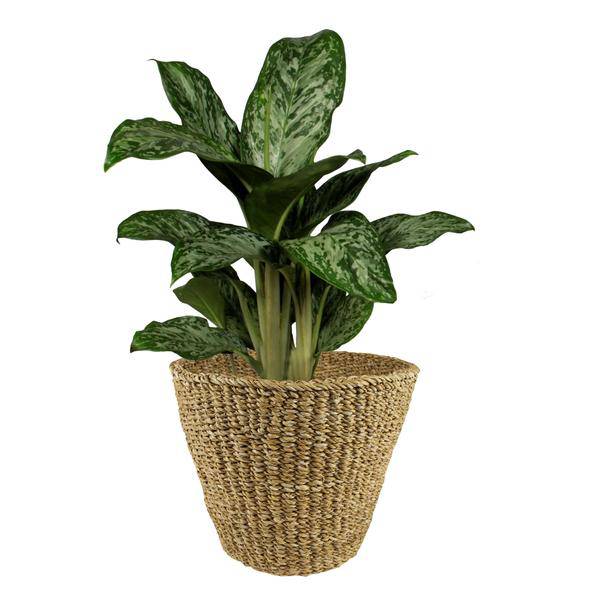 Korb – Jip Natur – XL – H31cm B37cm – Blumentopf aus Seegras – Handgefertigt – Nachhaltig – Dekokorb in Hellbraun – Plant