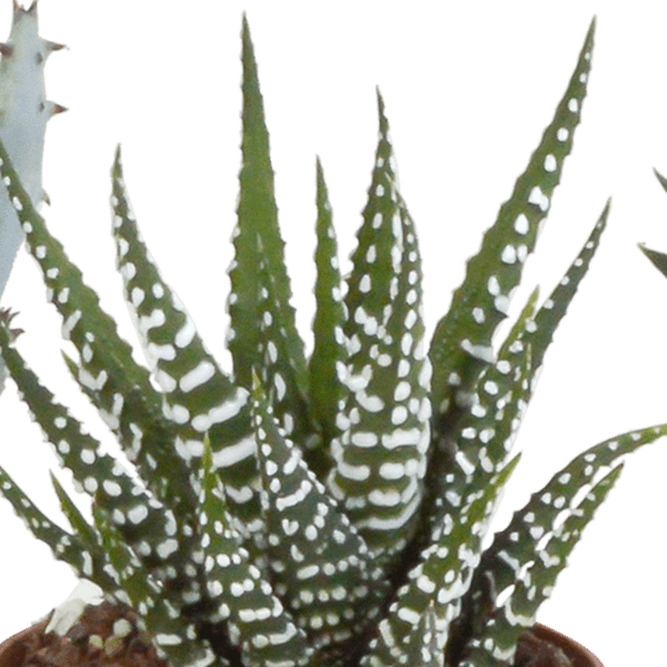Sukkulenten Mix Gasteria & Haworthia – Ø8,5cm Zimmerpflanzen im Terrakotta – Topf – Verschiedene Mini – Sukkulenten – Plant