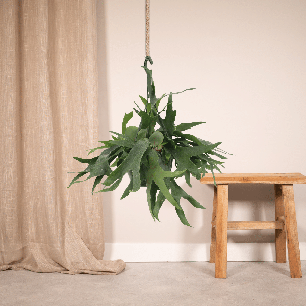 Geweihfarn Zimmerpflanze Ø21cm ↕50cm – pflegeleichte Grünpflanze für Wohnzimmer, Büro & helle Standorte kaufen – Plant