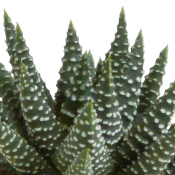Sukkulenten Mix Gasteria & Haworthia – 5 Pflanzen – Ø5,5cm Zimmerpflanzen – Verschiedene Mini – Sukkulenten – Plant