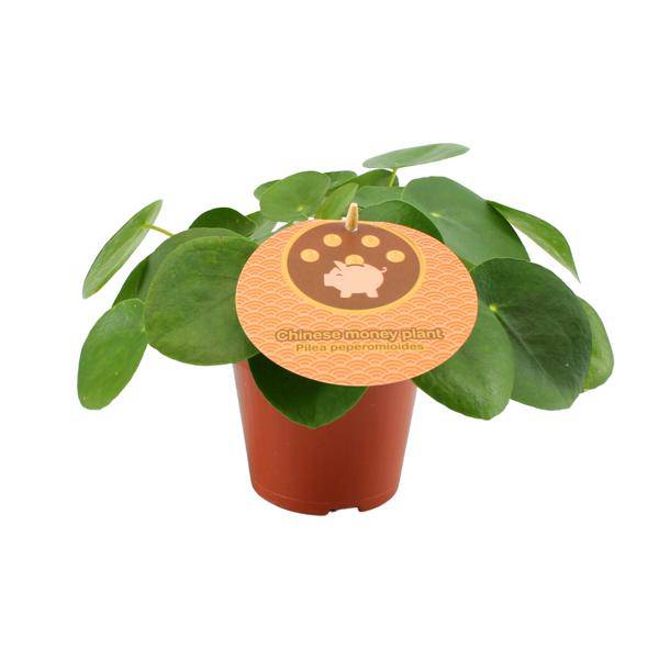 Chinesischer Geldbaum Pilea Peperomioides Zimmerpflanze Ø12cm ↕20cm – pflegeleichte Grünpflanze für Wohnzimmer, Büro & helle Standorte kaufen – Plant