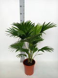 Schirmpalme Livistona Rotundifolia – Zimmerpflanze – Ø17cm – ↕70cm – Tropisches Flair für Zuhause – Pflegeleicht & dekorativ – Plant