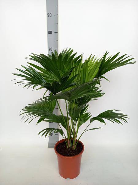 Schirmpalme Livistona Rotundifolia – Zimmerpflanze – Ø17cm – ↕70cm – Tropisches Flair für Zuhause – Pflegeleicht & dekorativ – Plant