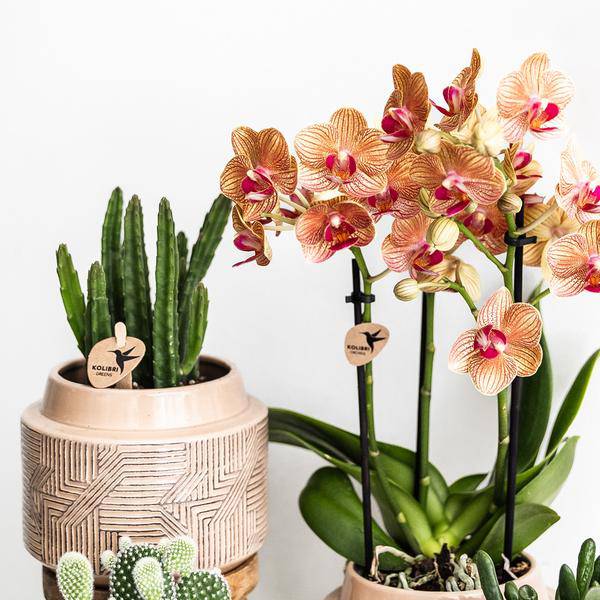 Stapelia Zimmerpflanze Ø9cm – pflegeleichte Sukkulente für Wohnzimmer, Büro & helle Standorte kaufen – Plant