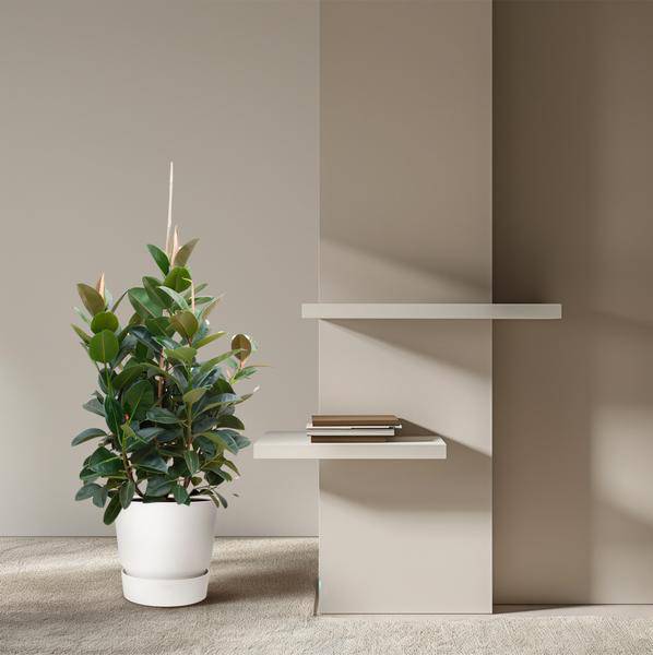 Gummibaum – Ficus Robusta – Zimmerpflanze 150cm – Ø38cm – XXL – Pflanze mit großen dunkelgrünen Blättern – Kübelpflanze für Wohnzimmer & Büro – Plant