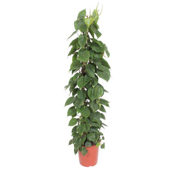 Herzblatt Philodendron Scandens – Zimmerpflanze – 150cm – Ø27cm – Tropische Kletterpflanze mit herzförmigen Blättern – Deko – Plant