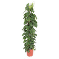 Herzblatt Philodendron Scandens – Zimmerpflanze – 150cm – Ø27cm – Tropische Kletterpflanze mit herzförmigen Blättern – Deko – Plant