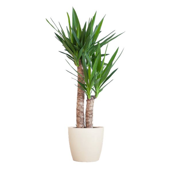 Yucca Elephantipes – Riesen – Palmlilie – Zimmerpflanze – ca. 90cm hoch – Ø21cm – In Übertopf Viber Weiß – Pflegeleicht & nachhaltig – Plant