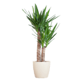 Yucca Elephantipes – Riesen – Palmlilie – Zimmerpflanze – ca. 90cm hoch – Ø21cm – In Übertopf Viber Weiß – Pflegeleicht & nachhaltig – Plant