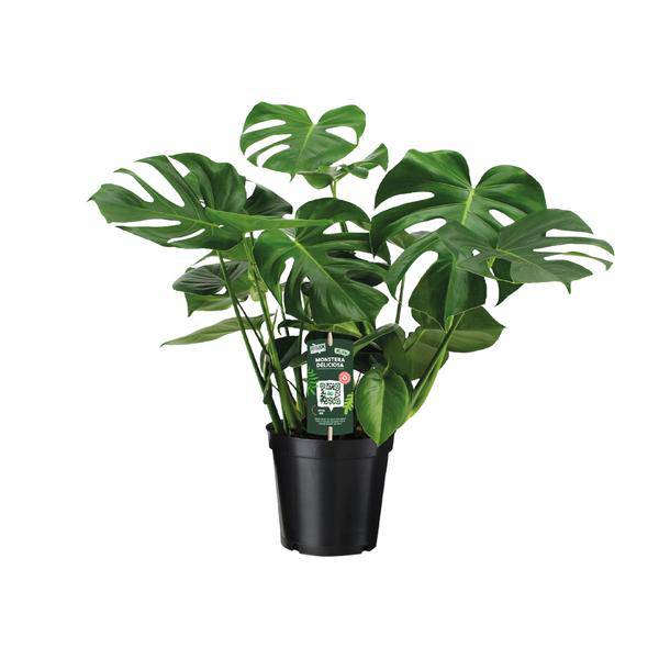 Monstera Deliciosa Köstliches Fensterblatt Zimmerpflanze Ø21cm ↕65cm – pflegeleichte Grünpflanze für Wohnzimmer, Büro & helle Standorte kaufen – Plant