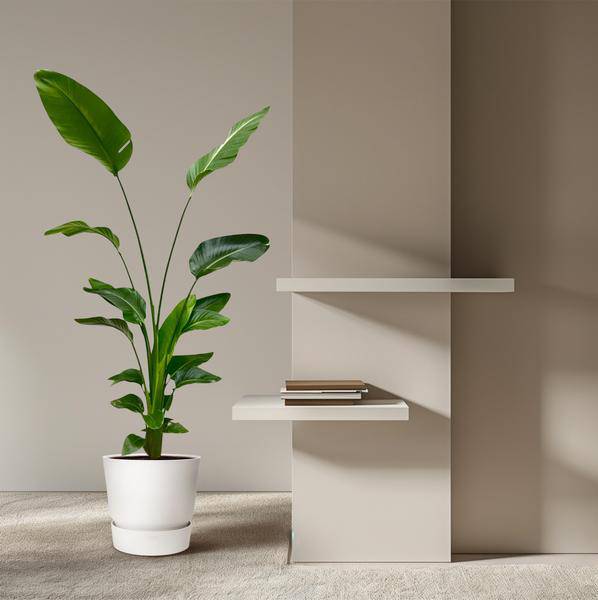 Baum – Strelitzie – Strelitzia Nicolai – Zimmerpflanze 175cm – Ø24cm – Weißer Paradiesvogel mit großen grünen Blättern – Plant