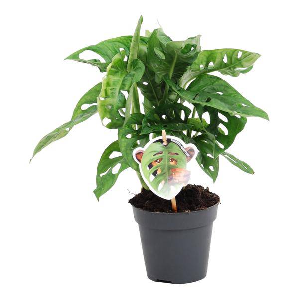 Monstera obliqua Monkey Leaf – Fensterblatt – Kletterpflanze und Zimmerpflanze mit dekorativen Blättern – Ø12cm – ↕25cm – Plant