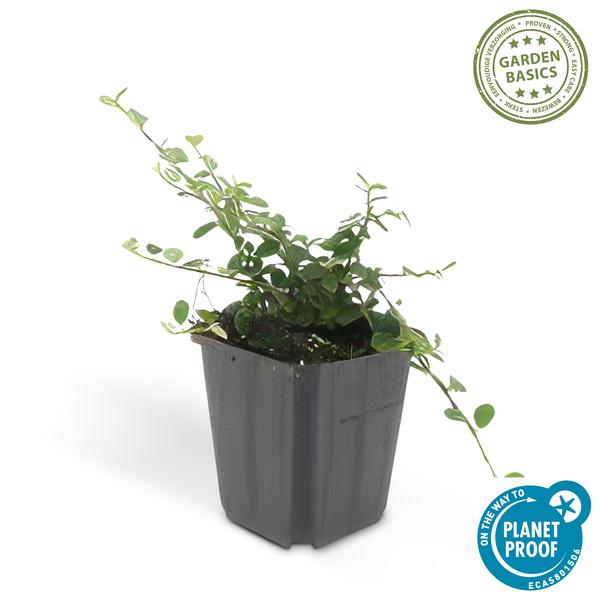 Teppichmispel Cotoneaster prostratus 'Königin der Teppiche' – ↕10-25cm – Ø9cm – Robuster Bodendecker – Weiße Blüten & rote Beeren – Plant