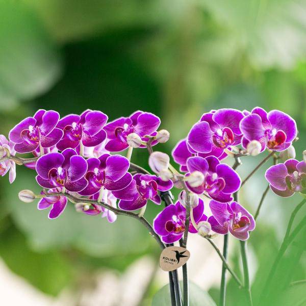 Phalaenopsis Orchidee Lilac Morelia – Zimmerpflanze – Ø9cm – Fliederfarbene Blütenpracht – Plant
