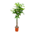 Glückskastanie – Pachira Aquatica – Zimmerpflanze 110cm – Ø21cm – Geldbaum mit geflochtenem Stamm – Exotische Grünpflanze für Wohnzimmer & Büro – Plant