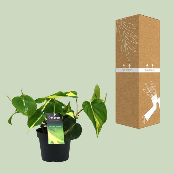 Baumfreund – Philodendron Brasil Scandens – Zimmerpflanze – Ø12cm – ca. 20cm hoch – pflegeleichte Kletterpflanze für Wohnung, Büro & Innenräume – Plant