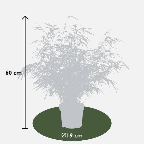 Schirmbambus Fargesia rufa – 2er – Set – ca. 60cm hoch Ø19cm – Immergrüner, horstbildender Bambus – Winterhart & nicht wuchernd – Plant