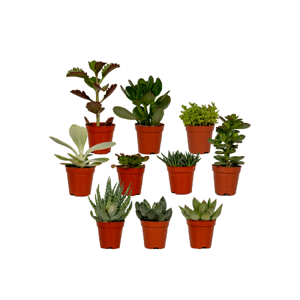 Sukkulenten Mix – Verschiedene Arten – Aloe Vera, Echeveria, Kalanchoe, Sedum – Zimmerpflanzen im Topf – Ø5,5cm – ↕7cm – Plant