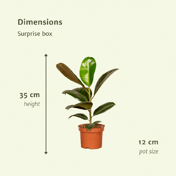 Pflanzen Überraschungsbox Ø12cm – pflegeleichtes Pflanzen Set für Urban Jungle, Fensterbank, Wohnzimmer & Büro – Plant