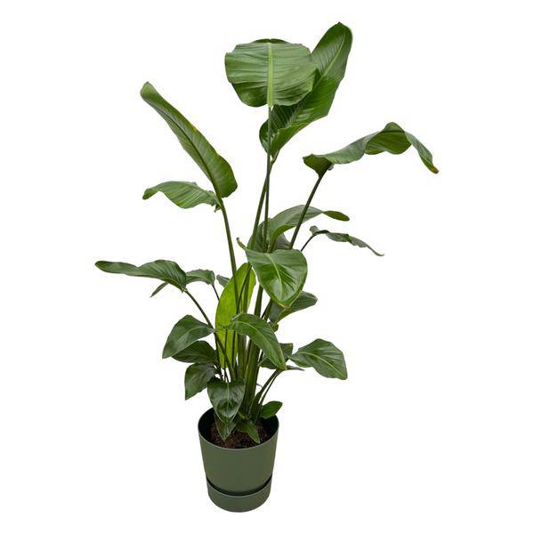 Strelitzia Nicolai – Baum – Strelitzie – Zimmerpflanze ca. 160cm – Ø30cm – inkl. Pflanzgefäß Greenville Grün – Weißer Paradiesvogel – Tropische XL – Plant