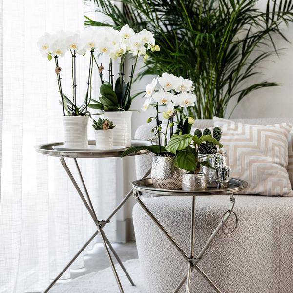 Elite Pflanztopf Silber Ø12cm – glänzender Keramik Übertopf – luxuriöser Blumentopf für Zimmerpflanzen & Kräuter – Plant