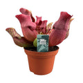 Fleischfressende Pflanze Sarracenia Maroon – Schlauchpflanze – Ø12cm – ↕23cm – Exotische Zimmerpflanze mit auffälligen Kannen – Pflegeleicht & luftreinigend – Für Innen & geschützte Außenbereiche – Plant