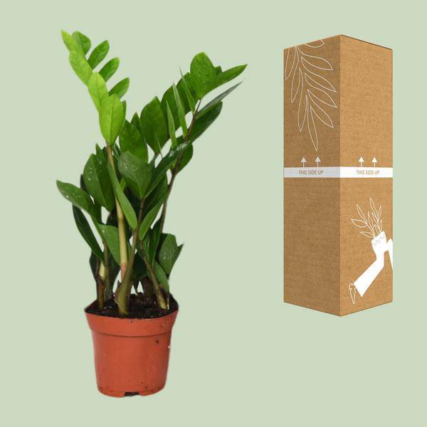 Glücksfeder Zamioculcas Zamiifolia – Zimmerpflanze – Ø12cm – 40cm Höhe – pflegeleicht, dunkelgrüne glänzende Blätter – ideal für Wohnzimmer & Büro – Plant