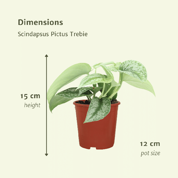 Efeutute Scindapsus Pictus Trebie Epipremnum Zimmerpflanze Ø12cm ↕15cm – pflegeleichte Grünpflanze für Wohnzimmer, Büro & helle Standorte kaufen – Plant