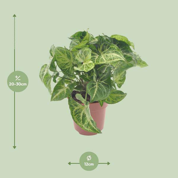 Purpurtute Syngonium Arrow – Ø12cm – ↕25cm – Pflegeleichte Zimmerpflanze mit pfeilförmigem Laub – Grünpflanze für Wohnzimmer, Büro & Pflanzgefäße – Plant
